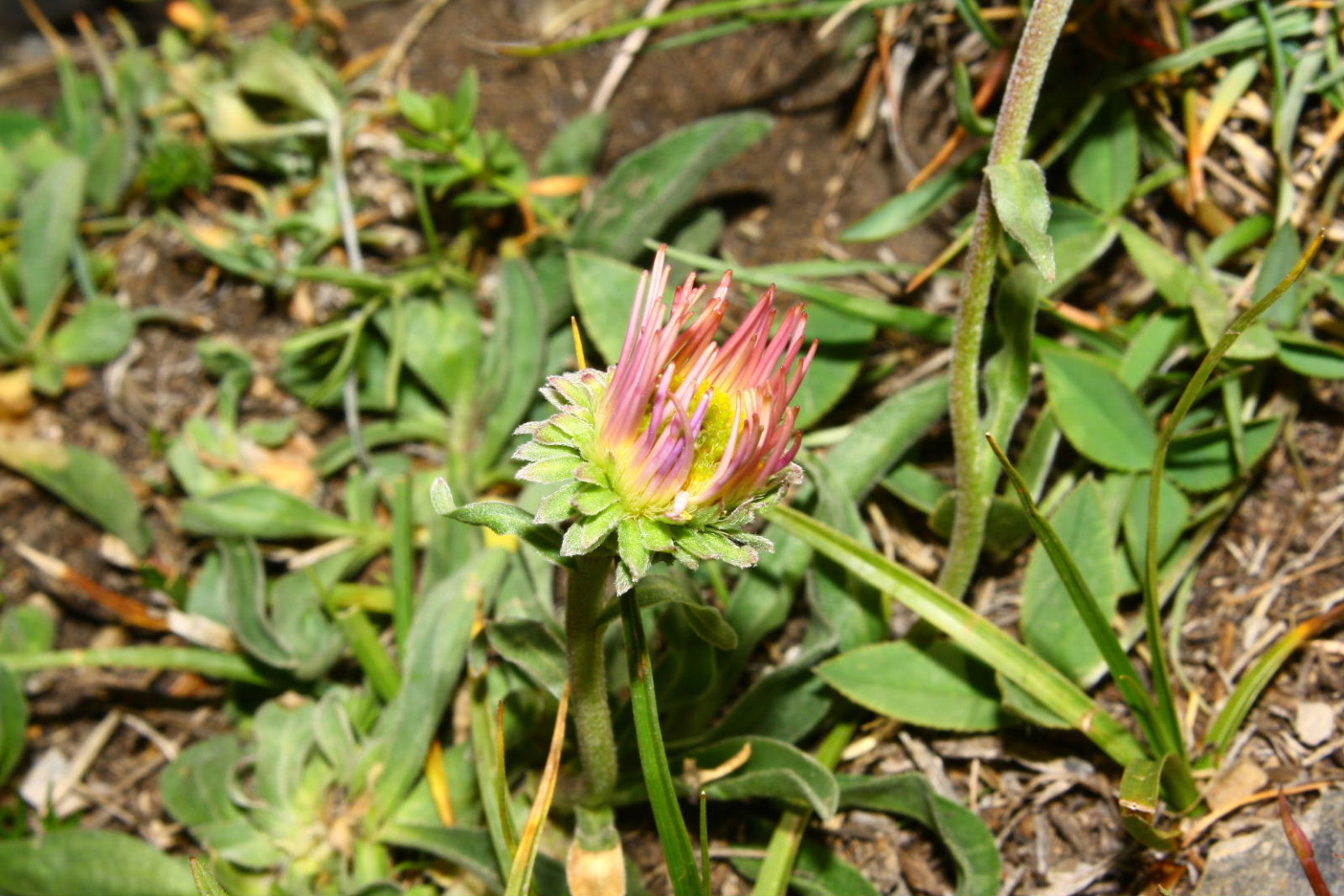 Asteracea da determinare-6 - Aster alpinus